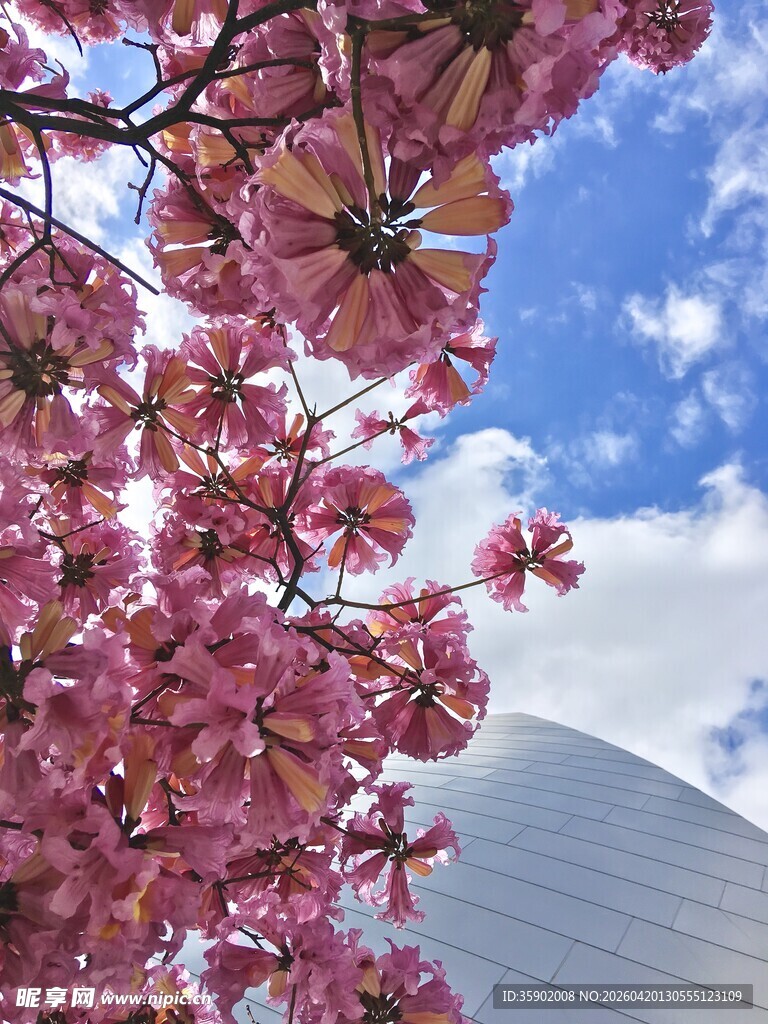 蓝天映衬下的烂漫樱花