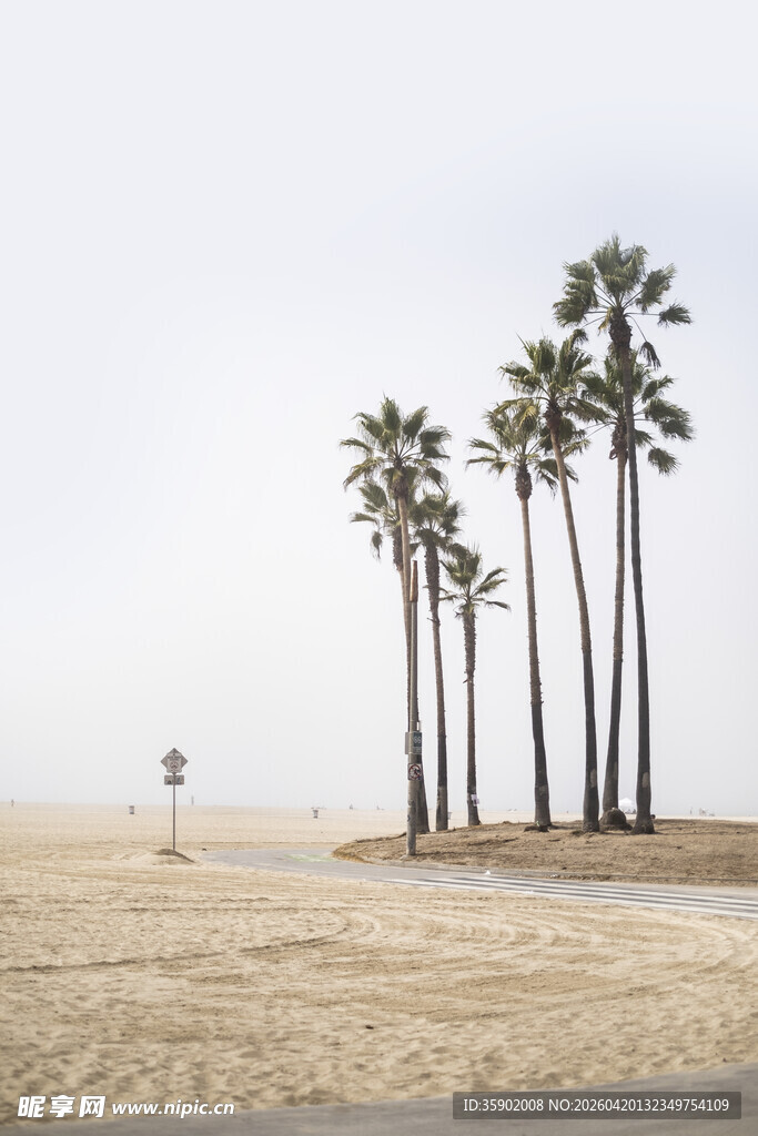 沙滩上的高大棕榈树