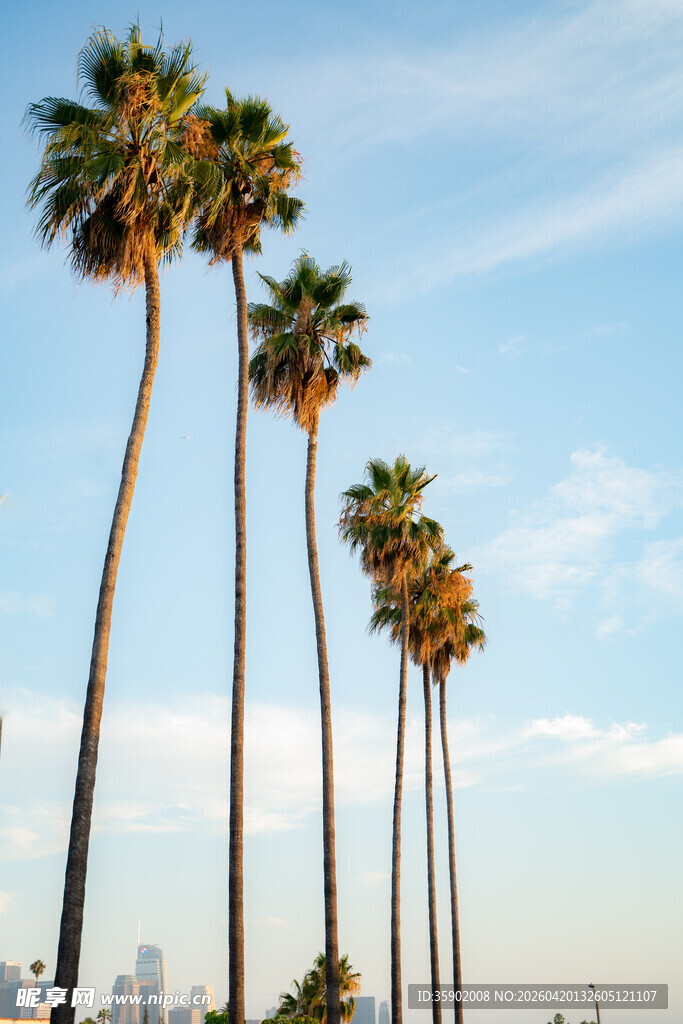 蓝天映衬下的高大棕榈树