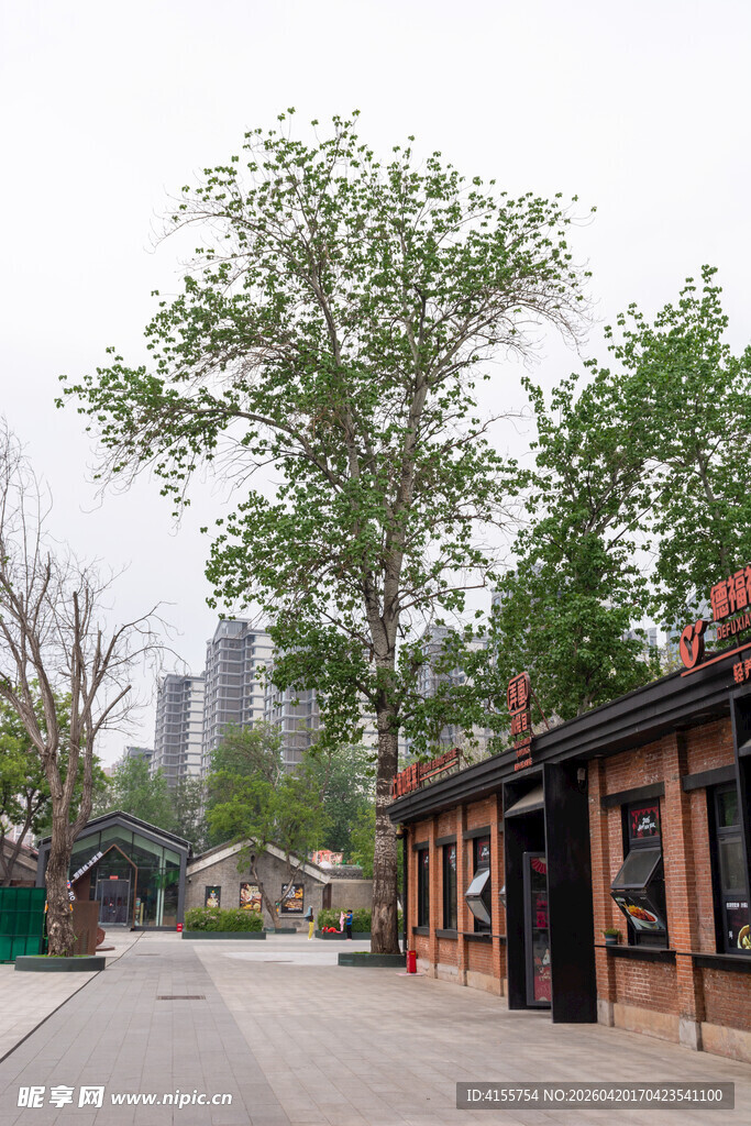 街边古朴小屋与葱郁绿树