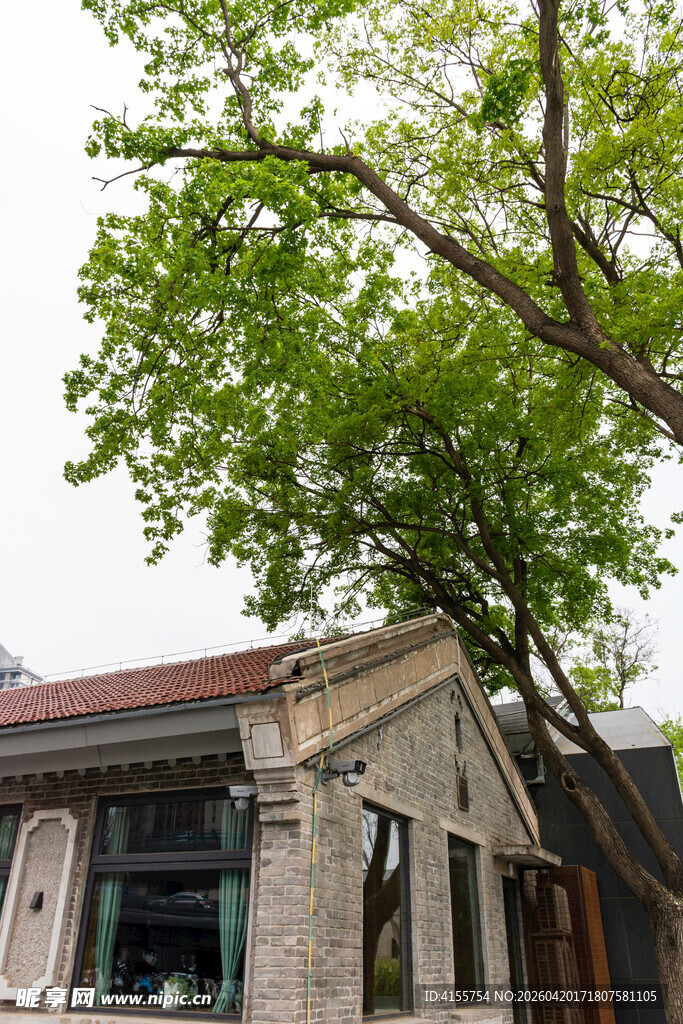 老房旁的繁茂大树