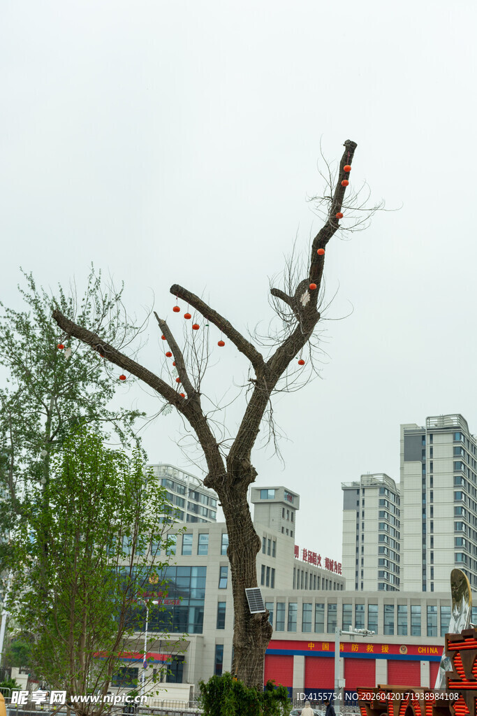 城市中枯树与高楼景象