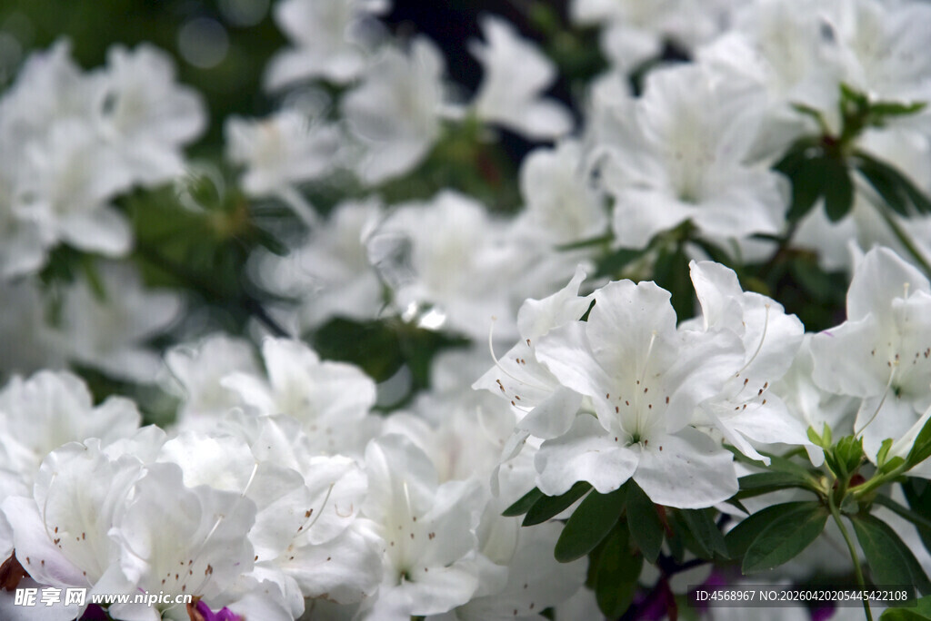 洁白绽放的美丽杜鹃花