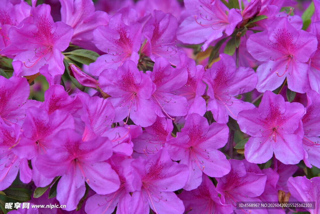 艳丽紫杜鹃绽放