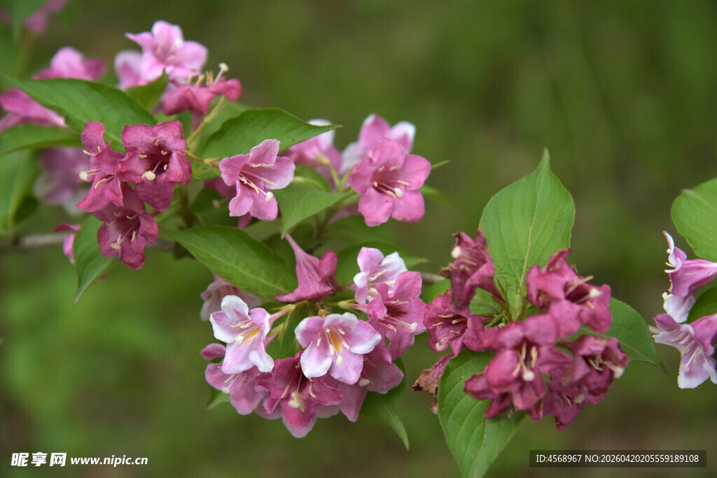 娇艳锦带花绽放