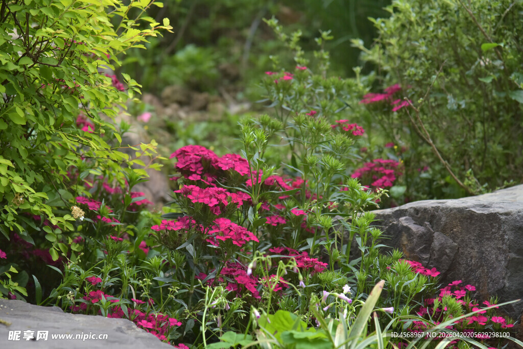 花园中娇艳绽放的红色花卉