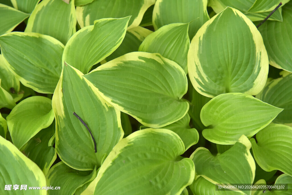 金边玉簪绿叶特写