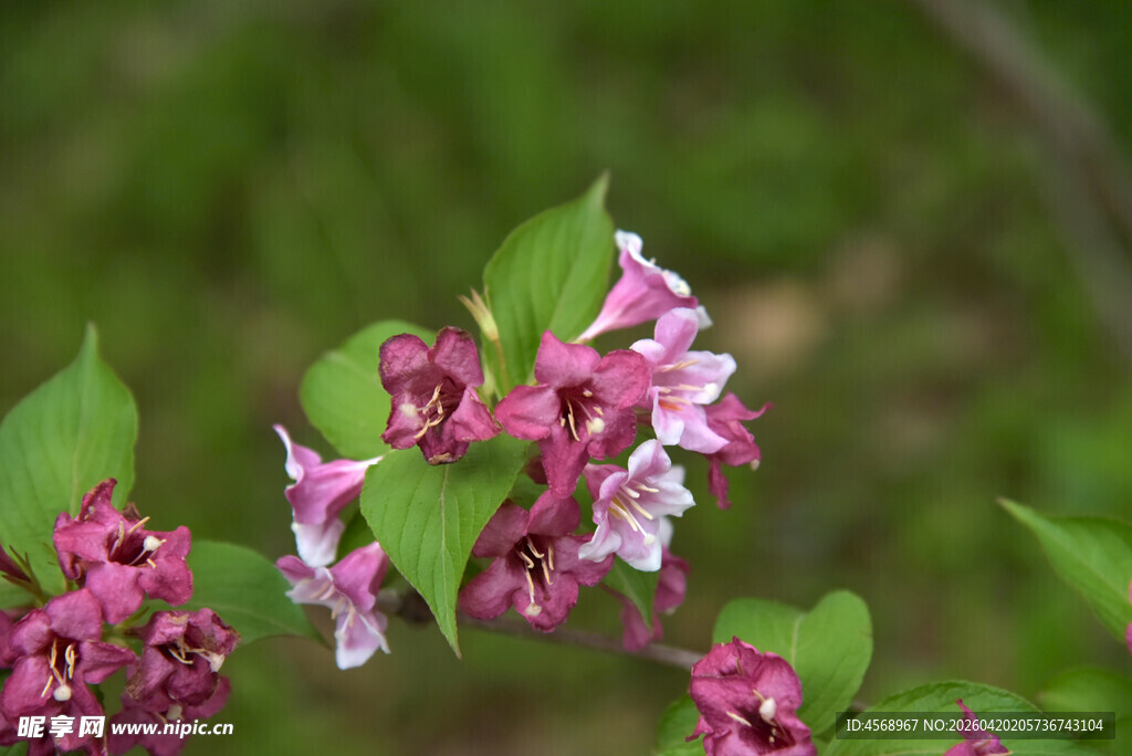 娇艳紫丁香绽放绿叶间