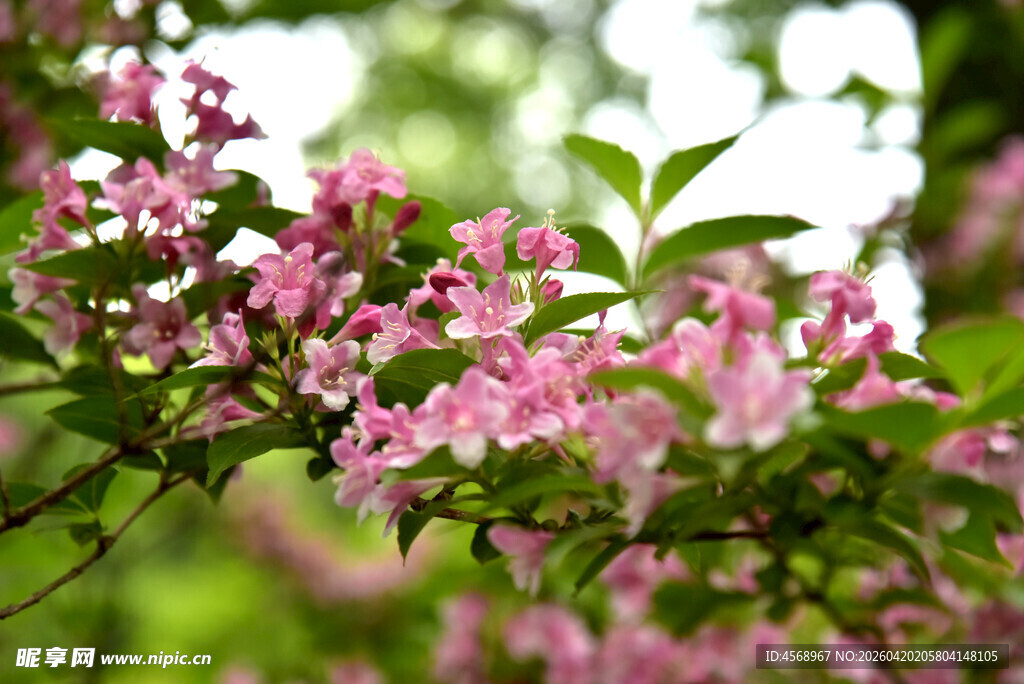 粉色繁花绽放枝头