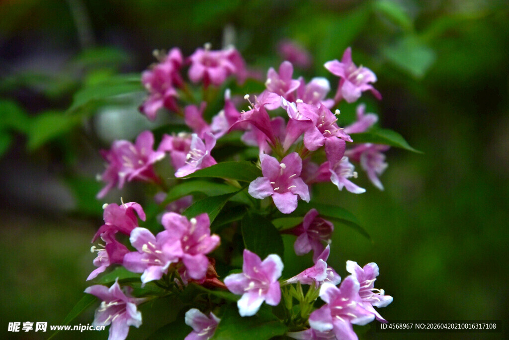 娇艳粉色小花绽放