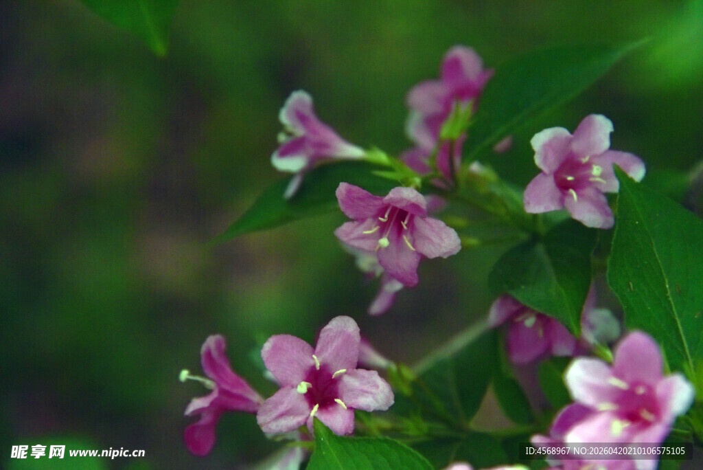 娇艳粉花绽放绿叶间