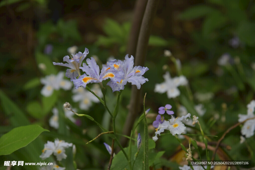 草丛中的淡紫色小花