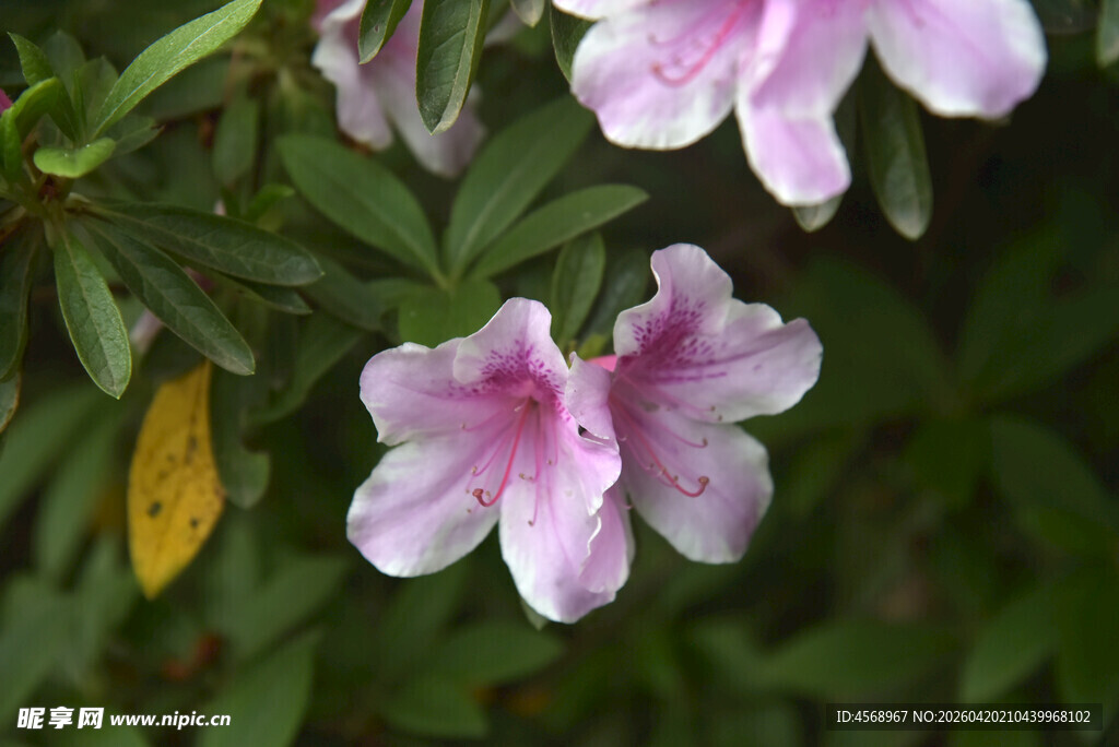 粉色娇艳杜鹃花特写