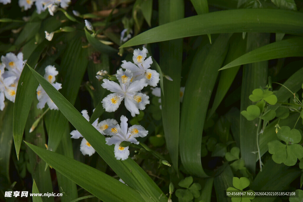 清新蓝花绽放于绿叶间