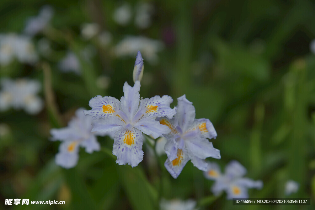清新白色鸢尾花绽放