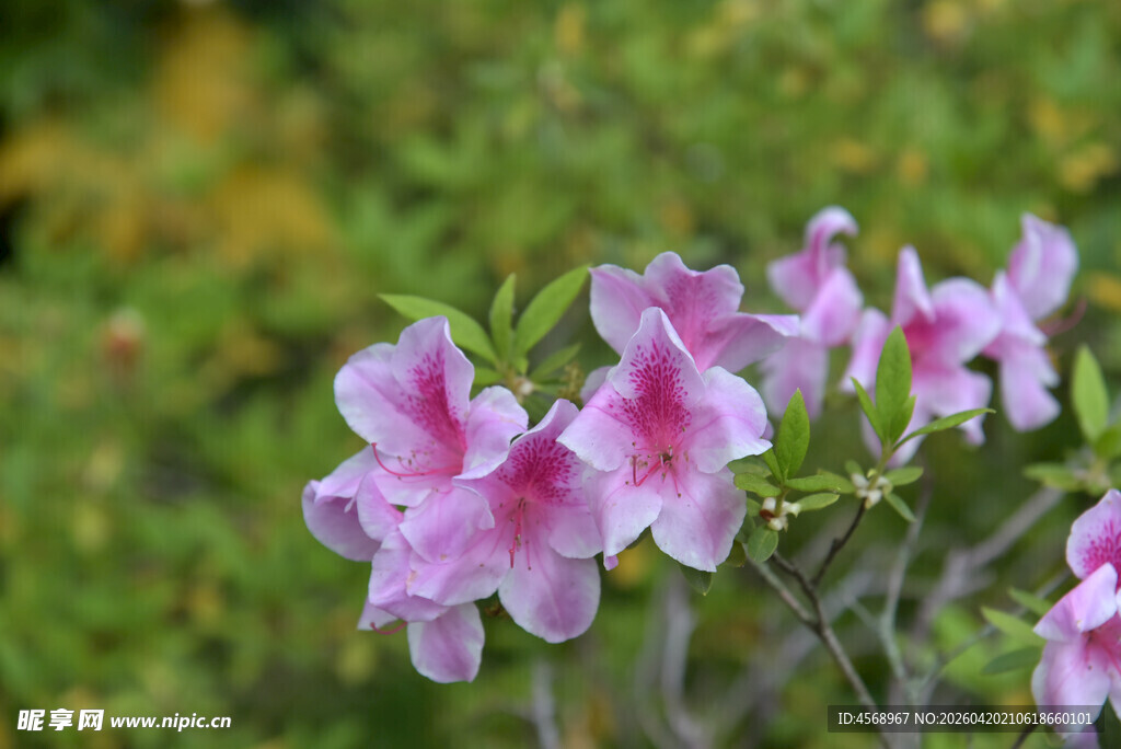 娇艳绽放的粉紫色杜鹃花