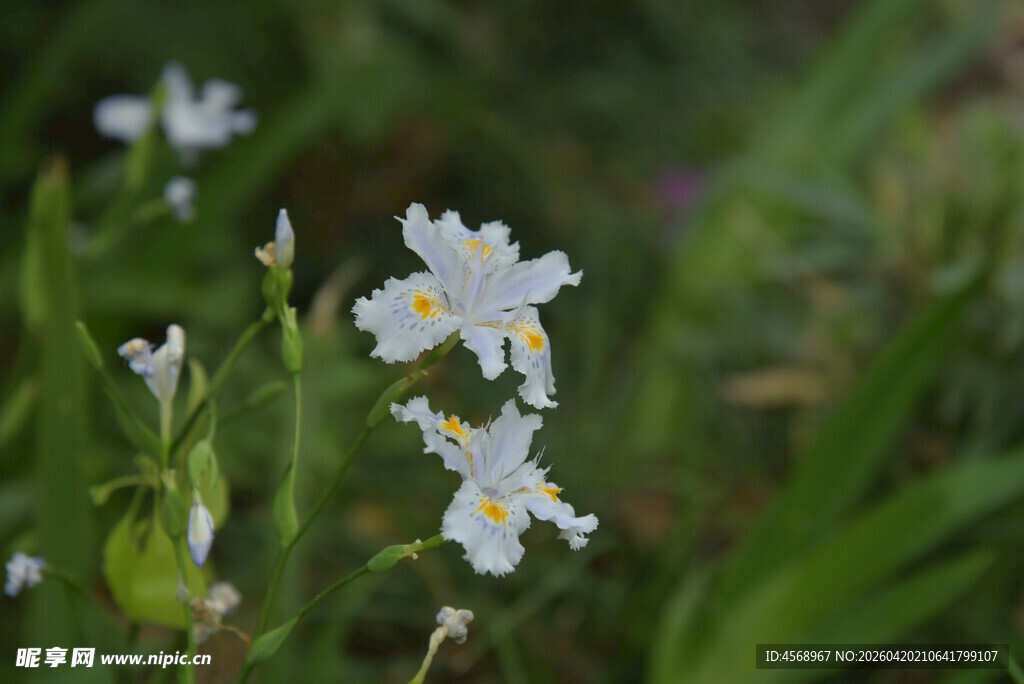 草丛中的白色小花