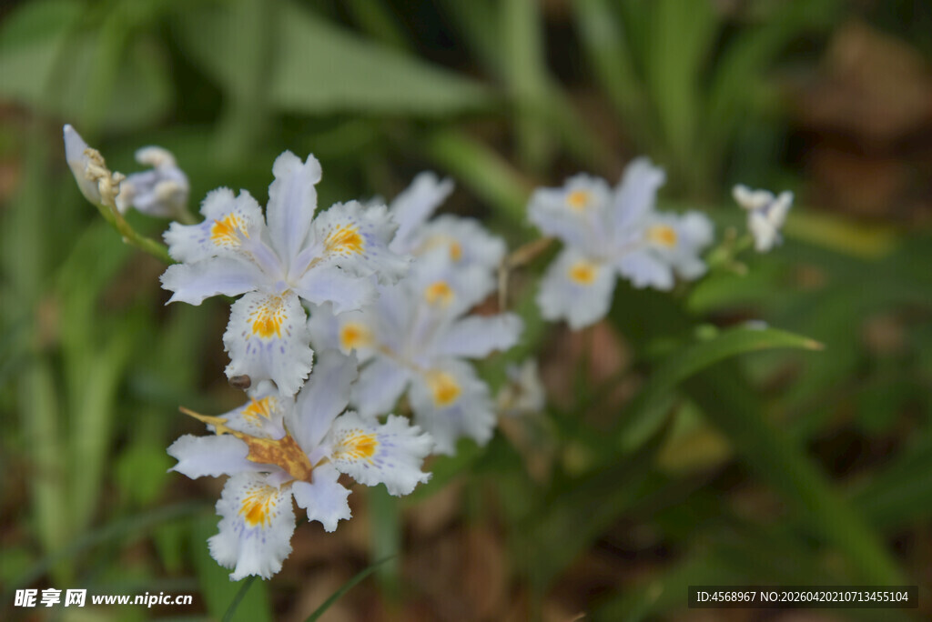 清新白色小花绽放生机