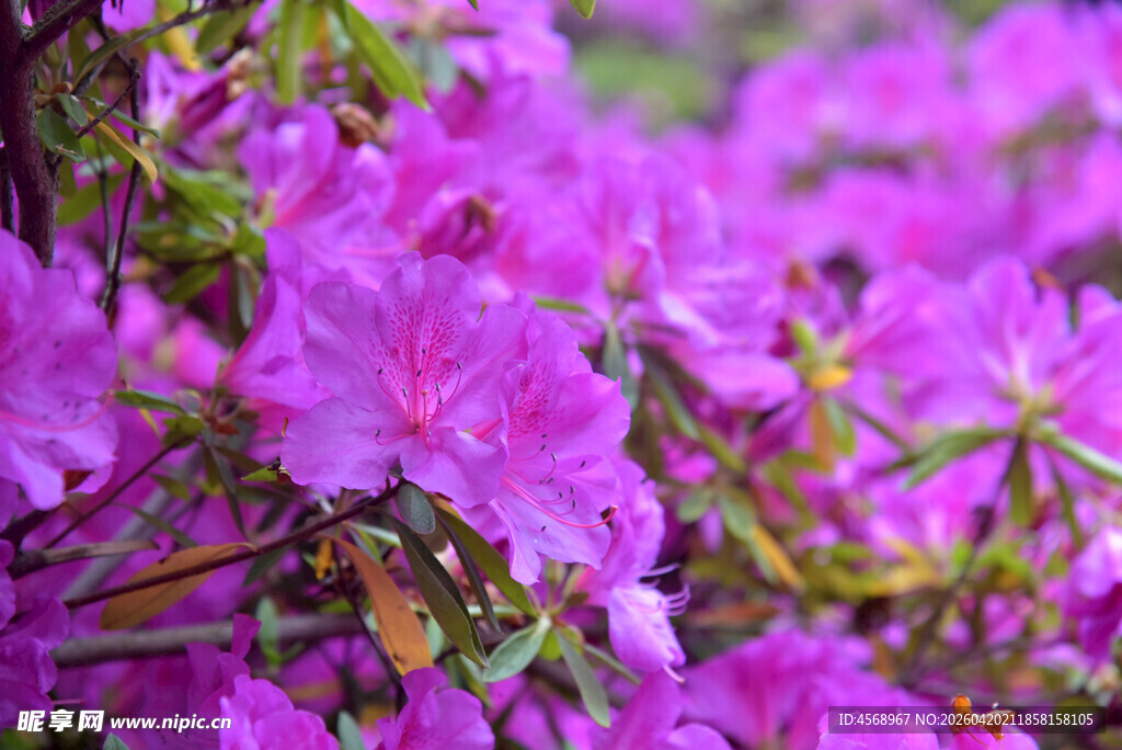 盛开的紫色杜鹃花