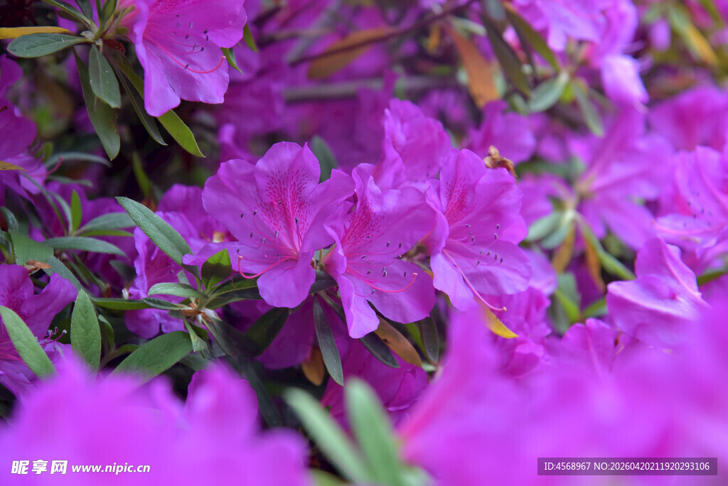 盛开的紫色杜鹃花