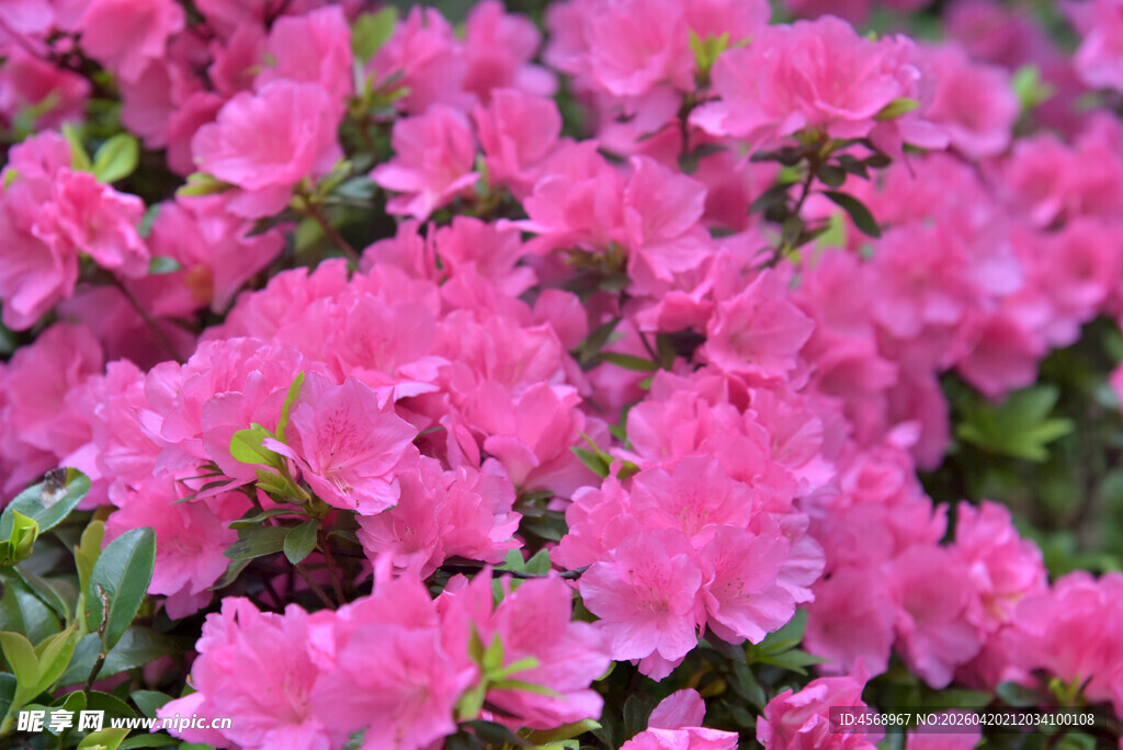 盛开的粉色杜鹃花