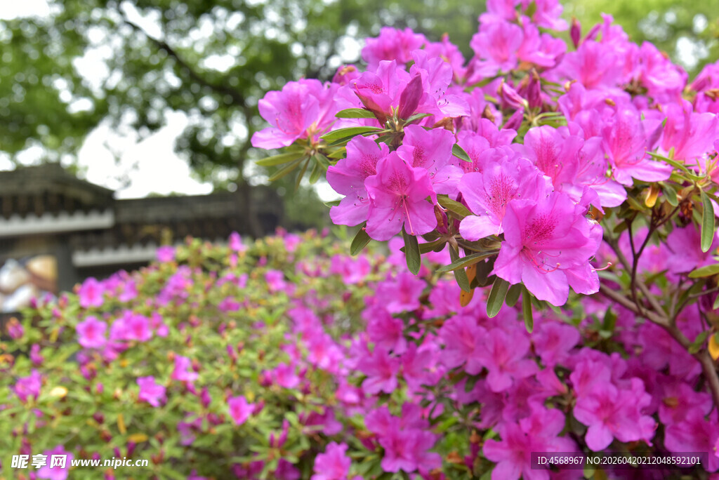 盛开的粉色杜鹃花
