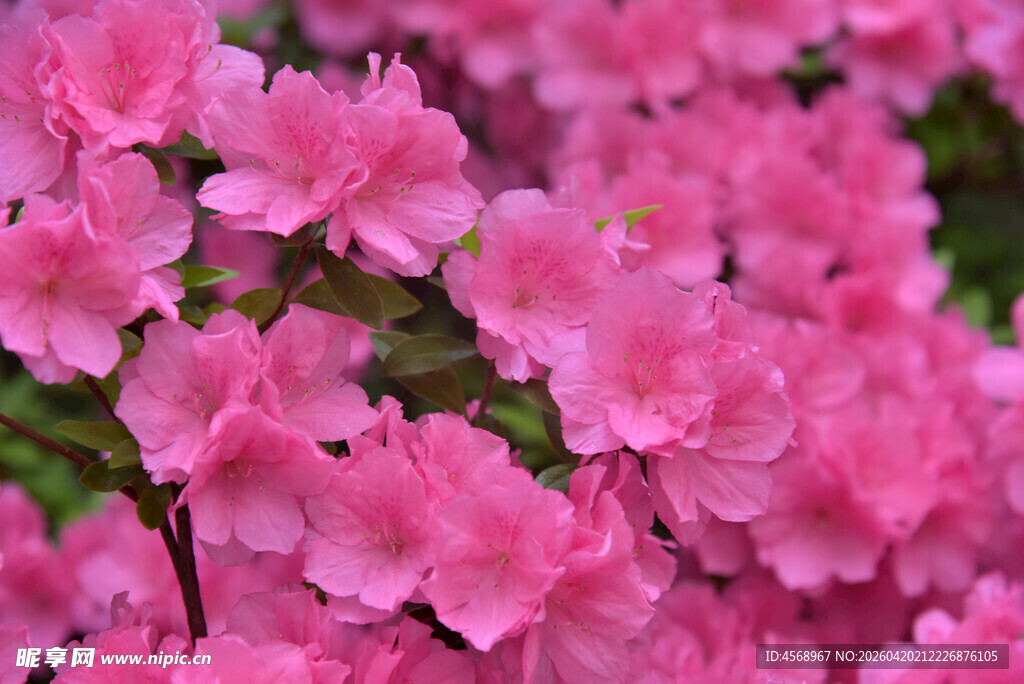 娇艳粉色杜鹃花绽放