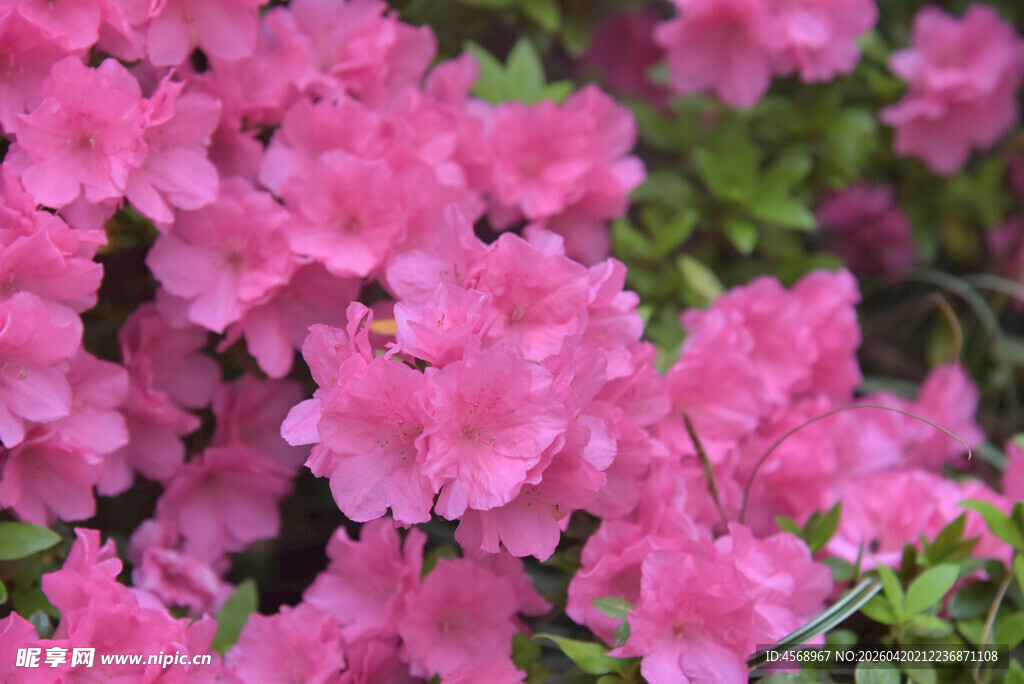娇艳粉色杜鹃花绽放