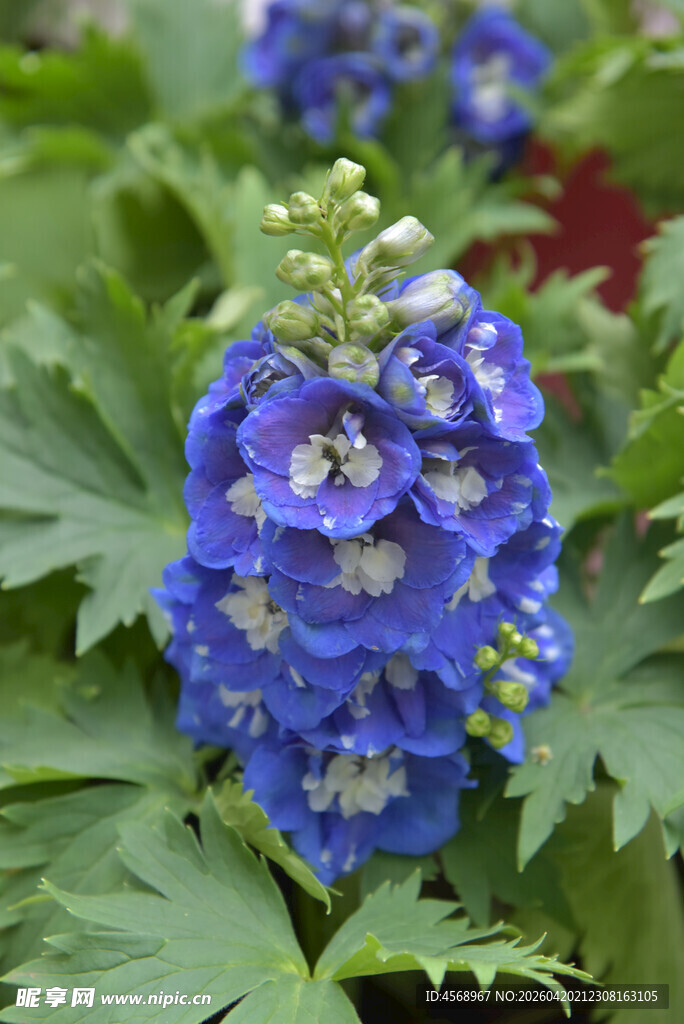 蓝色飞燕草绽放