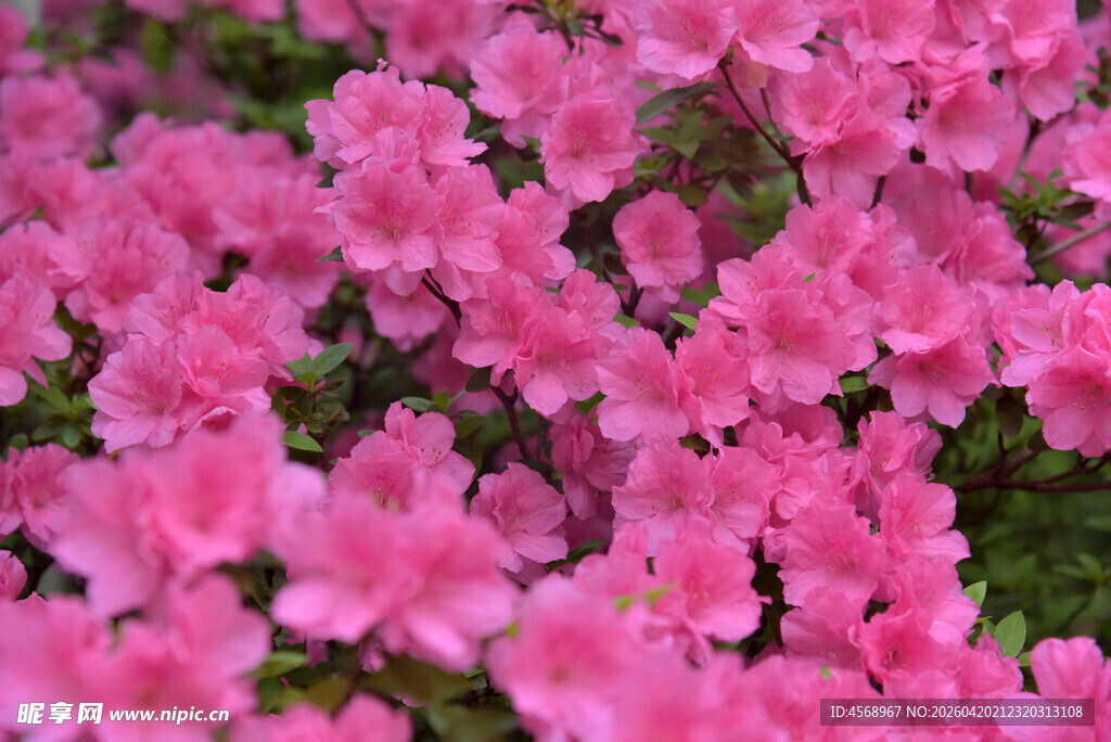 盛开的粉色杜鹃花