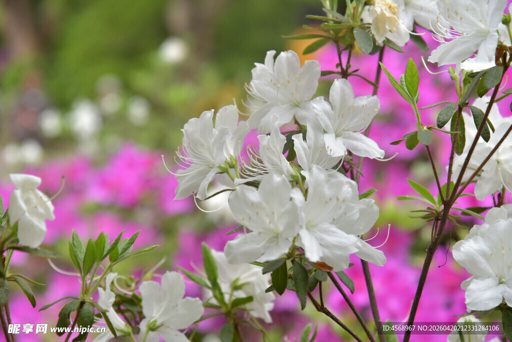 白色杜鹃花绽放于花丛中