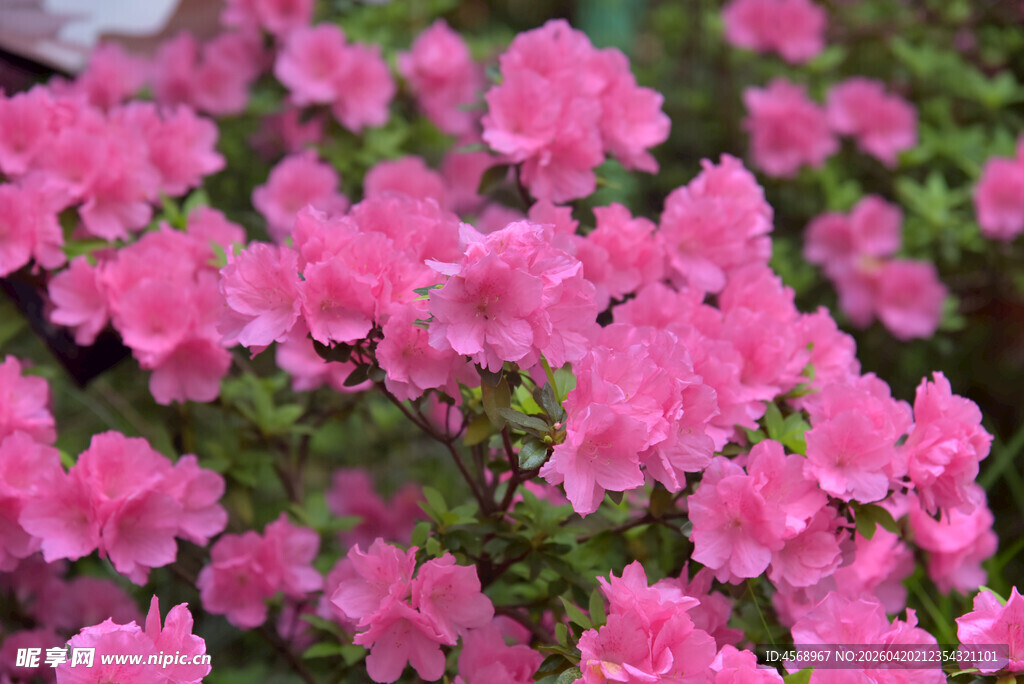 娇艳盛开的粉色杜鹃花