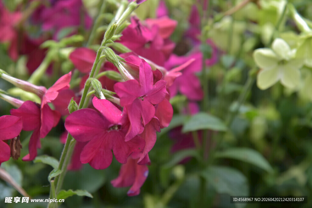 艳丽玫红花卉绽放