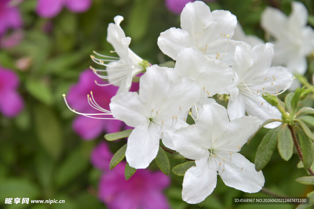 白色杜鹃花绽放美景