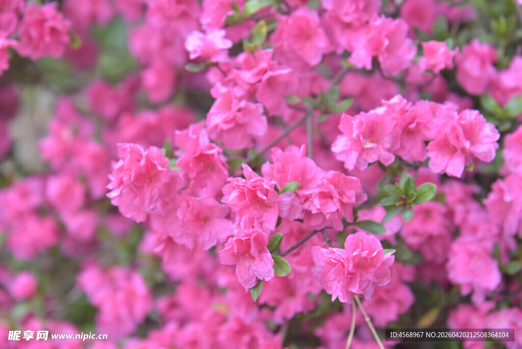 娇艳盛开的粉色杜鹃花