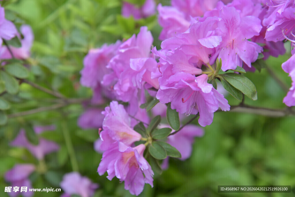 紫艳繁花绽于翠绿间