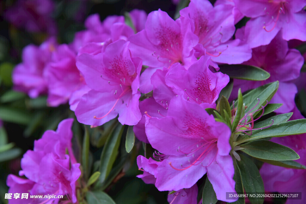 娇艳紫杜鹃绽放