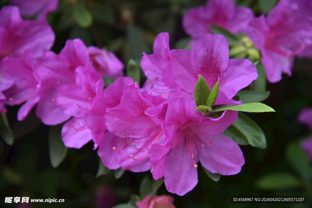 娇艳盛开的粉紫色杜鹃花