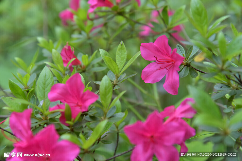 娇艳盛开的粉红色杜鹃花