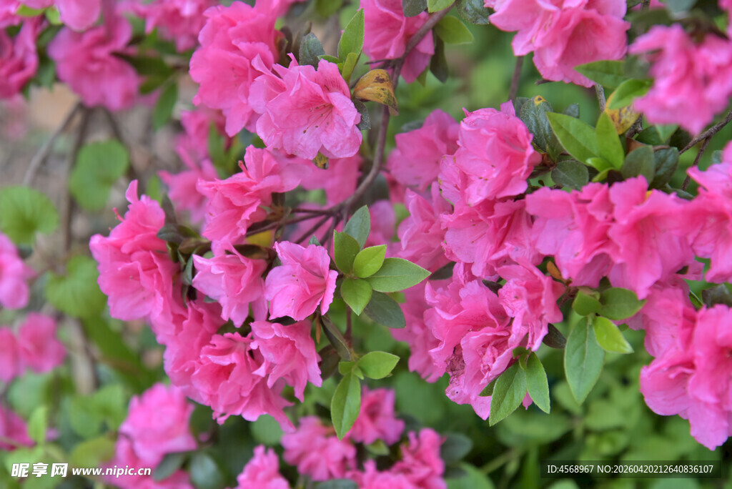 娇艳盛开的粉色杜鹃花