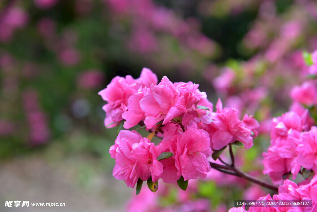 娇艳绽放的粉色杜鹃花