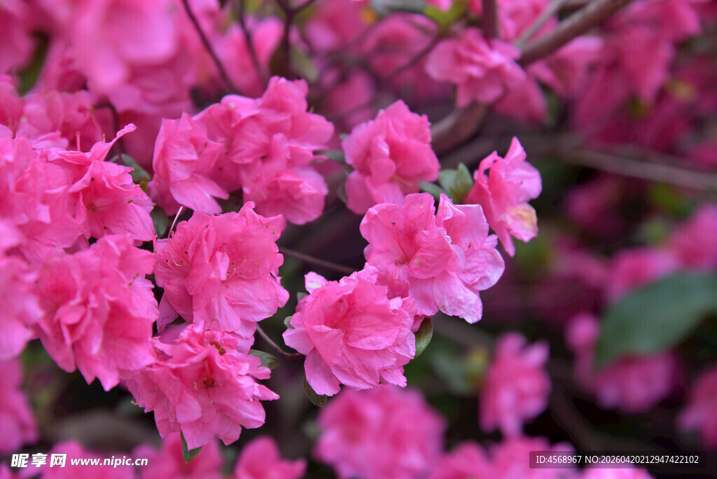 娇艳粉色花卉绽放