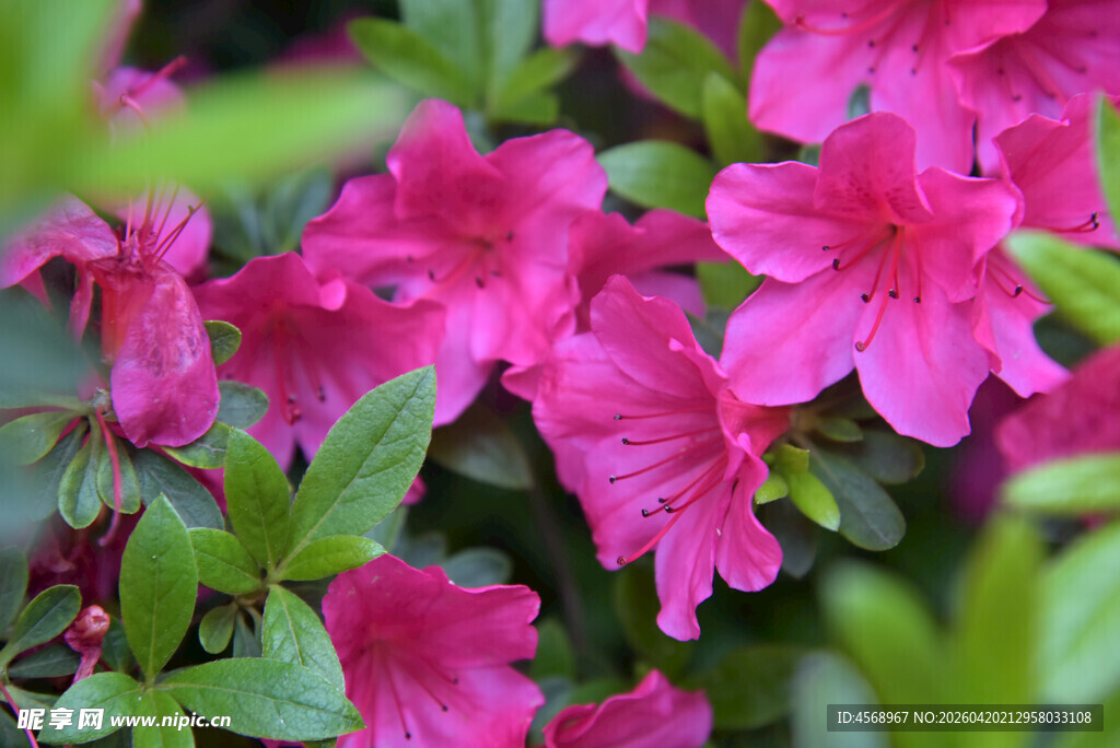 娇艳盛开的粉红色杜鹃花
