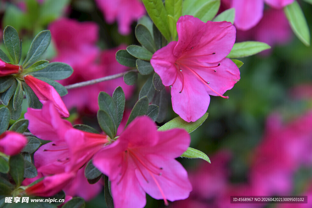 娇艳绽放的粉红色杜鹃花
