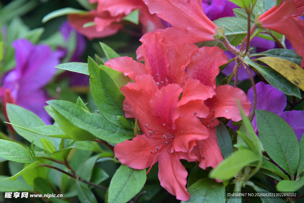 艳丽多彩杜鹃花绽放