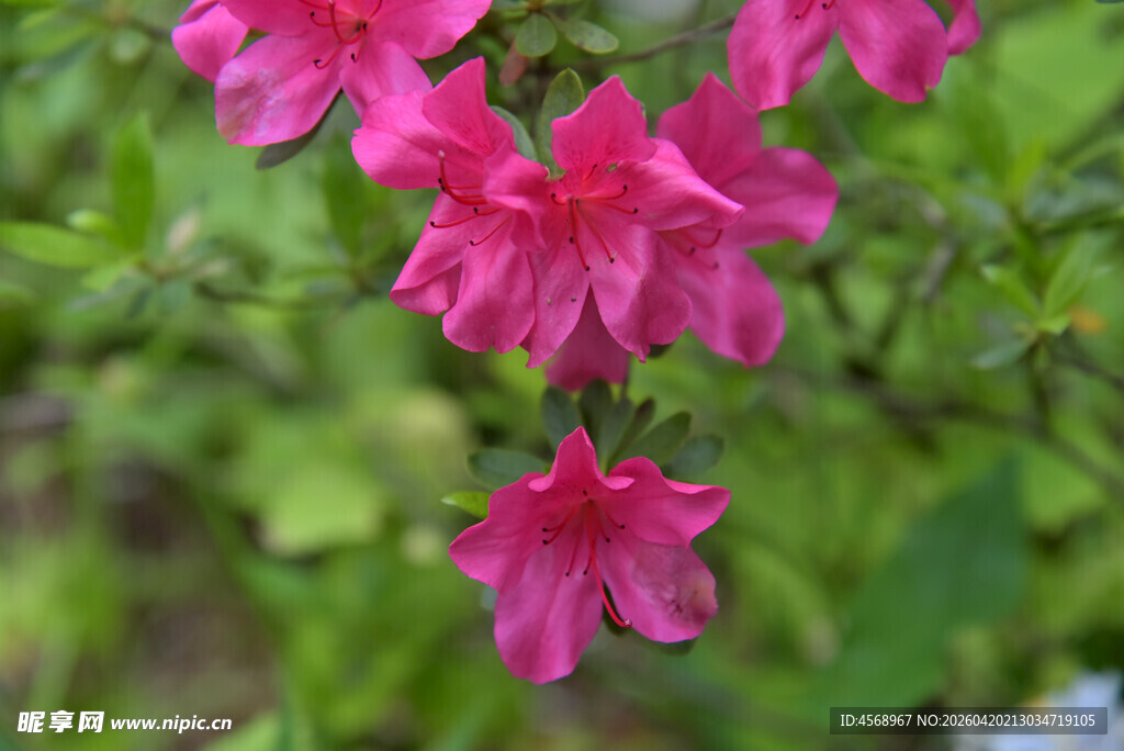 娇艳欲滴的粉红色杜鹃花