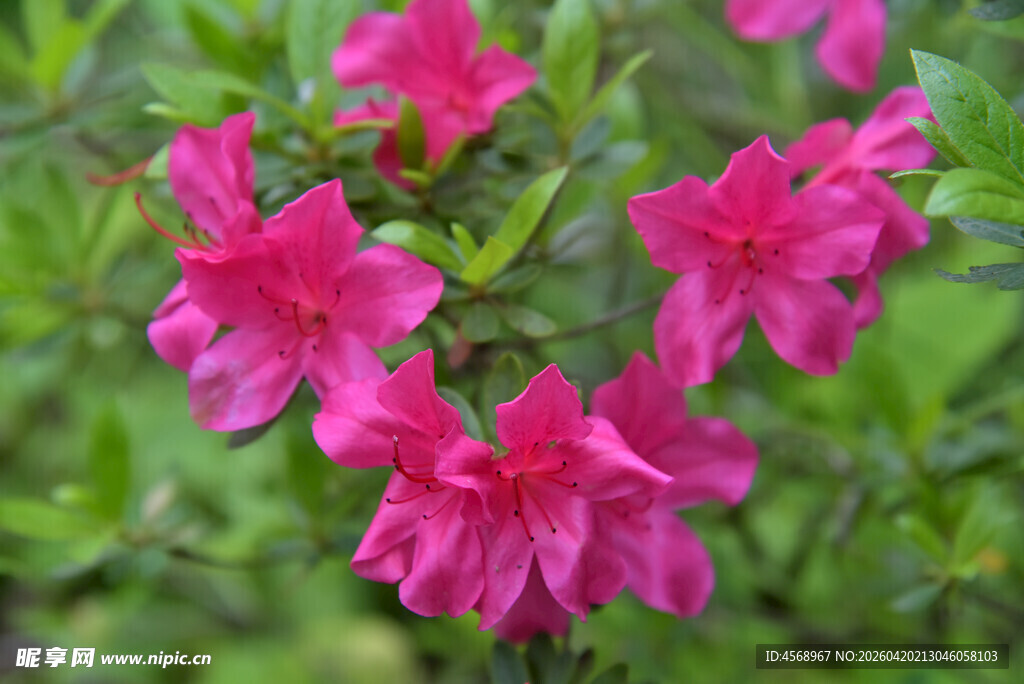 艳丽绽放的粉红色杜鹃花