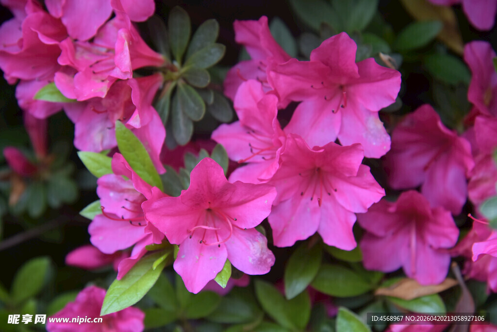娇艳盛开的粉色杜鹃花