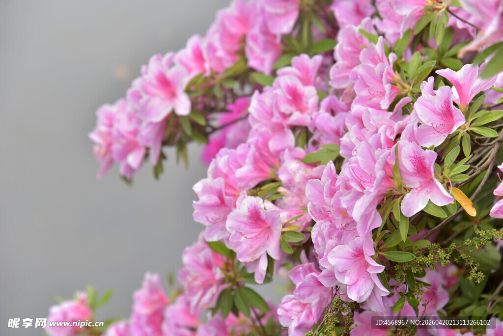 娇艳粉色杜鹃花绽放