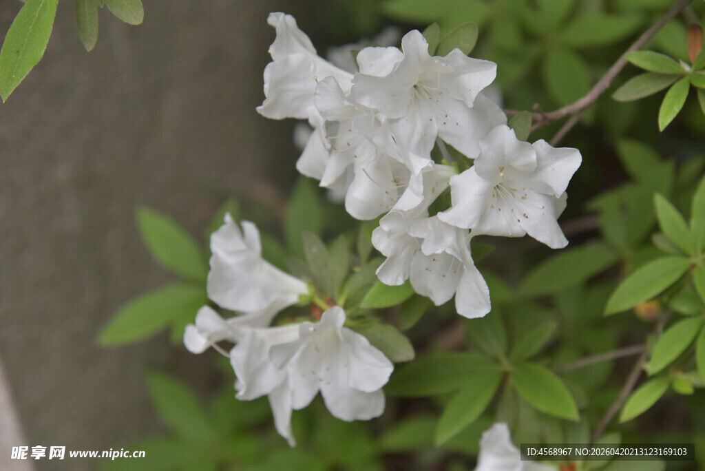 白色杜鹃花特写